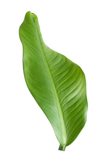 istock More beautiful exotic tropical leaves, isolated leaf background 1315175024