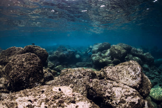 istock Underwater scene with corals, fish, rocks and sun rays. Tropical sea 1315175387