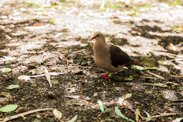 Pink pigeon in Black river park on Mauritius island