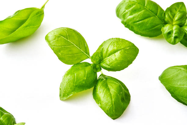 istock Fresh basil leaves isolated on white background 1315176651