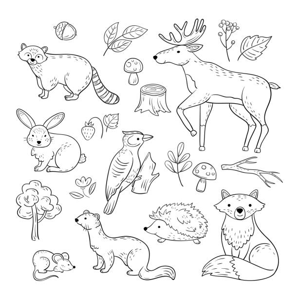 Sketch forest animals. Woodland cute baby animal raccoon elk hare woodpecker hedgehog marten fox children doodle vector hand drawn set Sketch forest animals. Woodland cute baby animal raccoon elk hare woodpecker hedgehog marten fox children doodle vector hand drawn set. Illustration of animal forest, mouse and raccoon, hedgehog how to draw a moose drawing stock illustrations