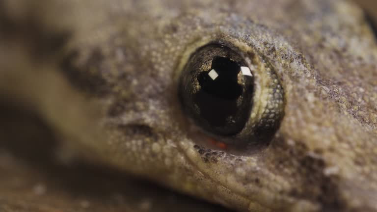 Lizard in house staying on the floor. Calming and chill. Household animal in asia. reptile disguise with wood color.