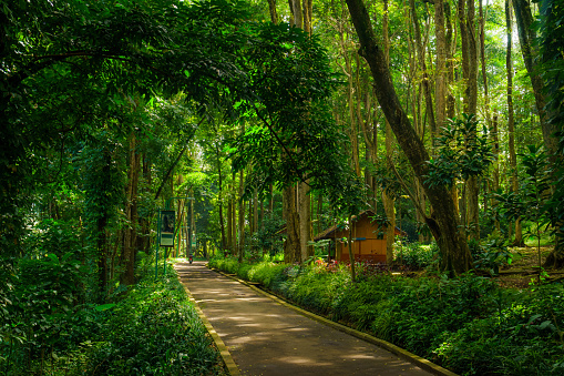 Vista de bosque tropical sombreado con un camino / carretera y un pequeño edificio de cabañas. Hermoso paisaje de bosque de vegetación. photo