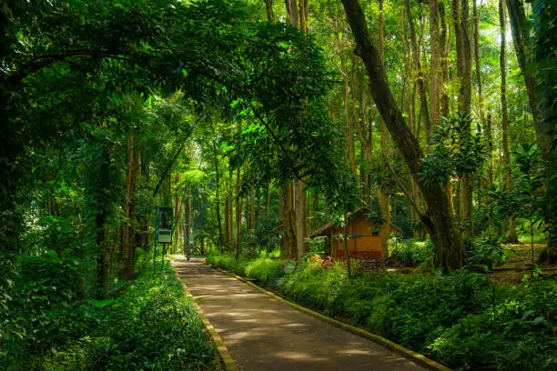 View of shady tropical forest with a path/road and a small hut building. Beautiful greenery forest landscape.