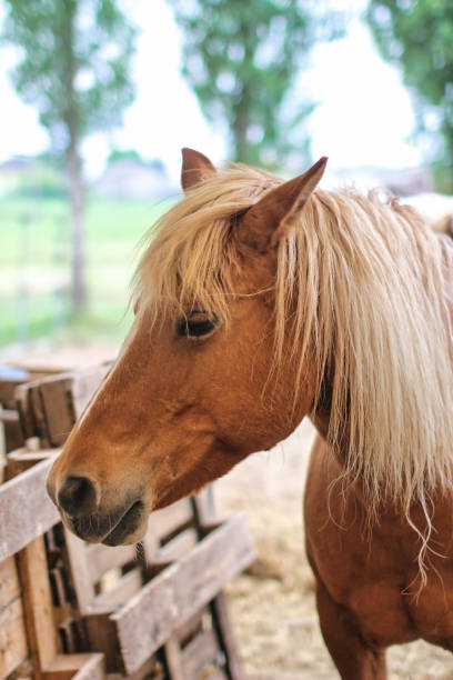 istock Portrait of blond horse. 1315181241