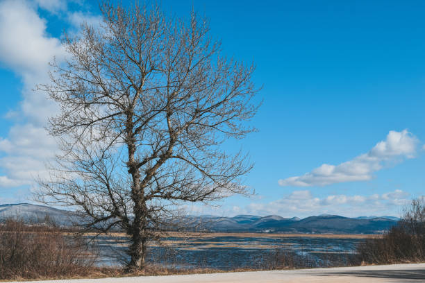 arbre sur la rive du lac cerknica en slovénie - lake cerknica photos et images de collection