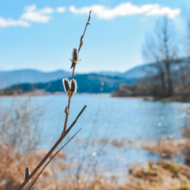 herzförmige pussy-weide mit cerknica-see im hintergrund - lake cerknica stock-fotos und bilder