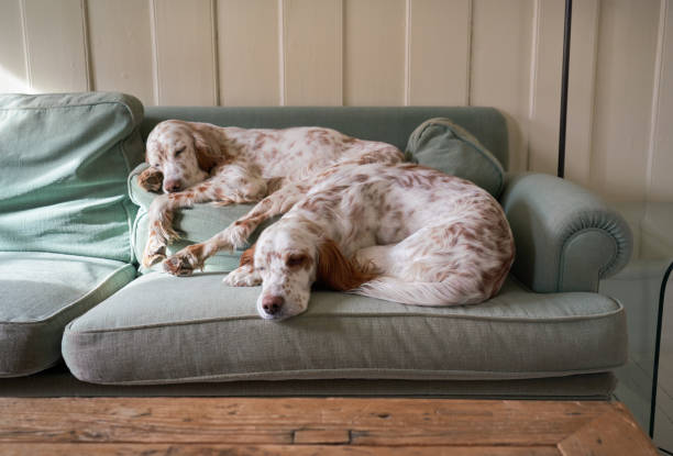 istock English Setters sleeping on the sofa back pillow, Oslo Norway 1315182463