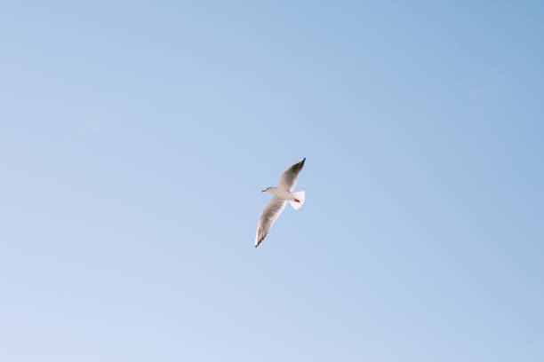 istock A flying bird in blue clear sky. 1315184226