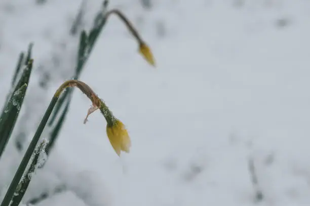 Photo of Narcissus flower covered in April snow