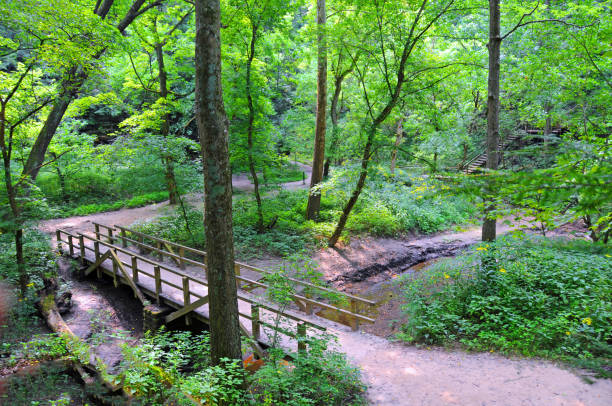 istock Bridge over a small stream-Turkey Run, Indiana 1315185812