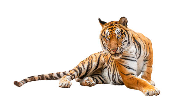 istock royal tiger (P. t. corbetti) isolated on white background clipping path included. 1315186989