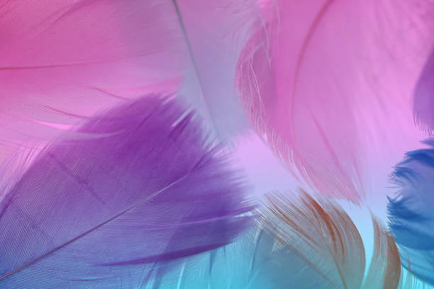 istock Feathers texture. Pink, blue and purple feathers set .Feathers multicolored beautiful background. 1315187295