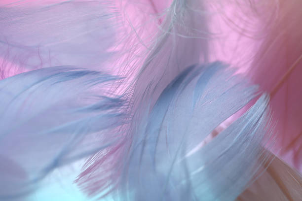 istock Feathers texture. Pink, blue and purple feathers set in pastel colors.Feathers multicolored background.Feathers close-up 1315187387