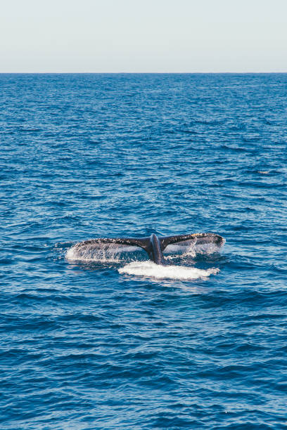 istock Humpback whale in the Atlantic Ocean 1315187642