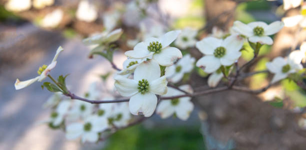 Spring Dogwood Tree -Howard County Indiana Spring Dogwood Tree -Howard County Indiana dogwood trees stock pictures, royalty-free photos & images