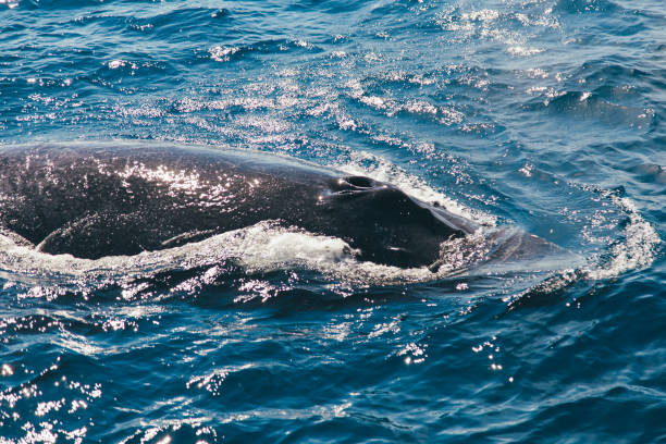 istock Humpback whale in the Atlantic Ocean 1315187831