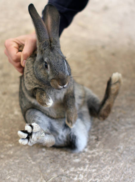 istock Cute rabbit is being held by a man's hand. 1315188808
