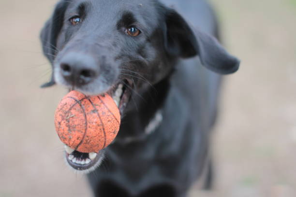 istock Nice black dog bites into an orange ball. 1315189117