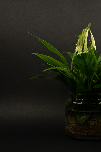 Spathiphyllum in glass pot with black background