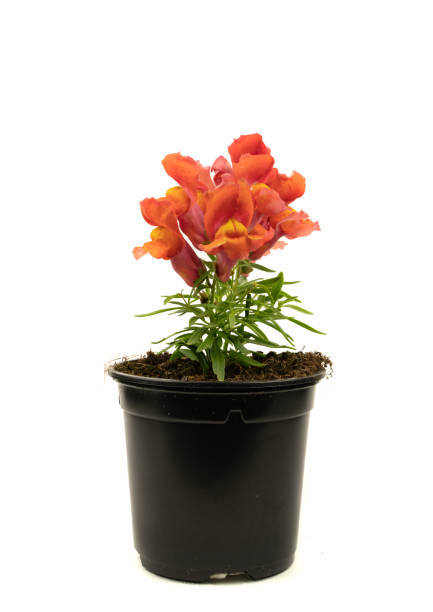 istock antirrhinum majus orange in pot with white background 1315189635