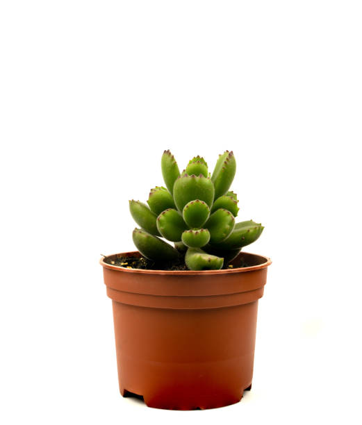 istock Cotyledon tomentosa in pot with white background 1315189651
