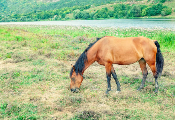 istock Brown domestic horse 1315189854