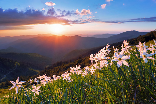 Beautiful daffodil flowers. The sunset with rays illuminates the horizon. Sky with clouds. High mountains in haze. Summertime wallpaper background. Natural landscape.