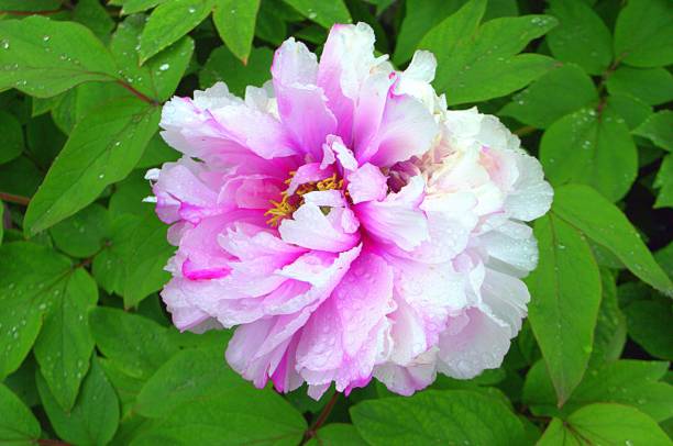 istock Peonia Pink Princess closeup 1315191399