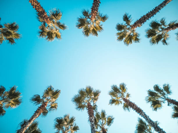 istock Beautiful pattern of palm trees with blue sky 1315195178