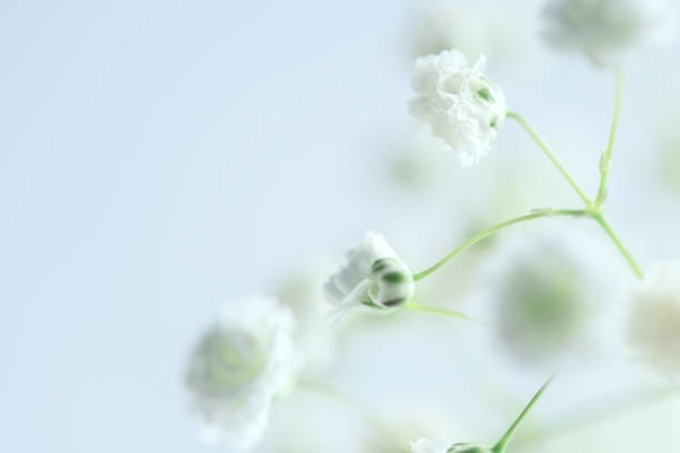 istock spring background. white hypsophila flowers on light blue background 1315195610