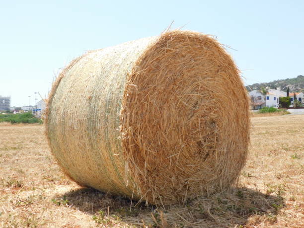 istock big roll harvested straw on the mown field. 1315196628