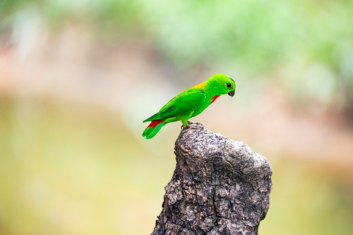 A blue - crowned hanging parrot is perching on a wood stump.
