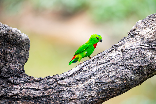 A blue - crowned hanging parrot is perching on a tree trunk .