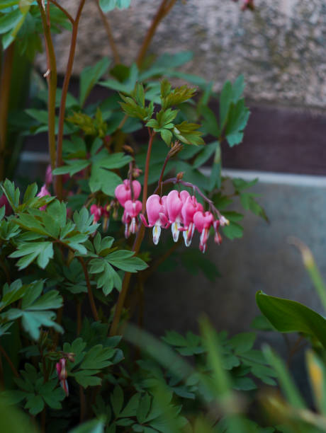 istock Pacific Bleeding hearts no. 1 1315198969