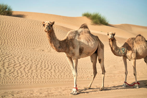 istock camels walk through the desert 1315199783