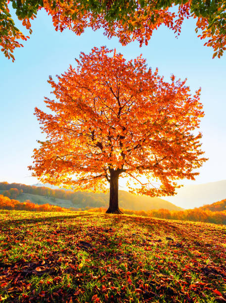 istock Sunny autumn. Natural landscape. Rural scenery with mountains, forests and fields. There is a lonely lush tree on the lawn covered with orange leaves through which the sun rays are shining. 1315200433