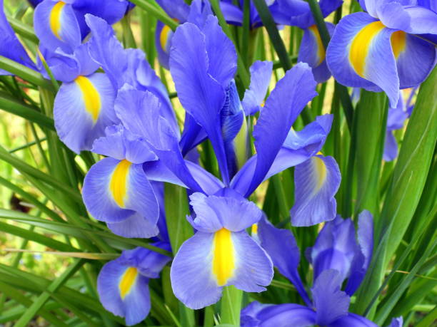 istock Iris Xiphium otto fiori closeup 1315200739