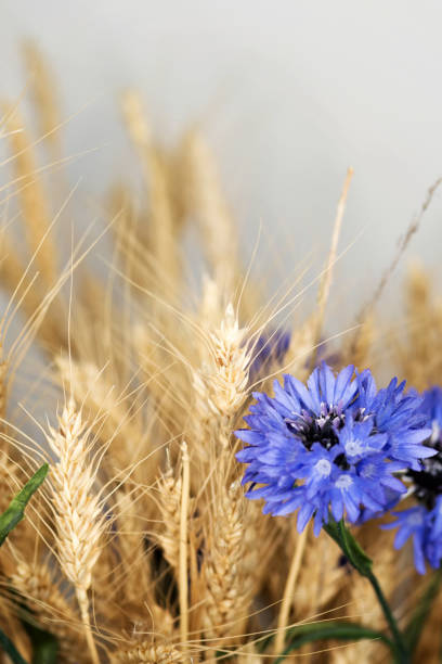 fiori secchi. natura morta educativa per il disegno. - wheat bundle bouquet food foto e immagini stock