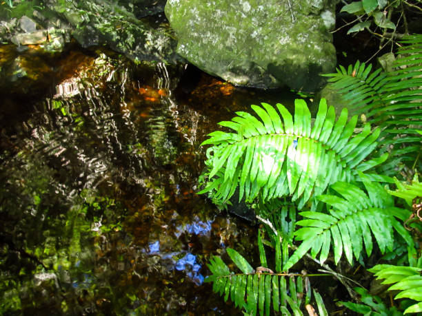 istock Tranquil forest pond in the Knysna Forest 1315204665