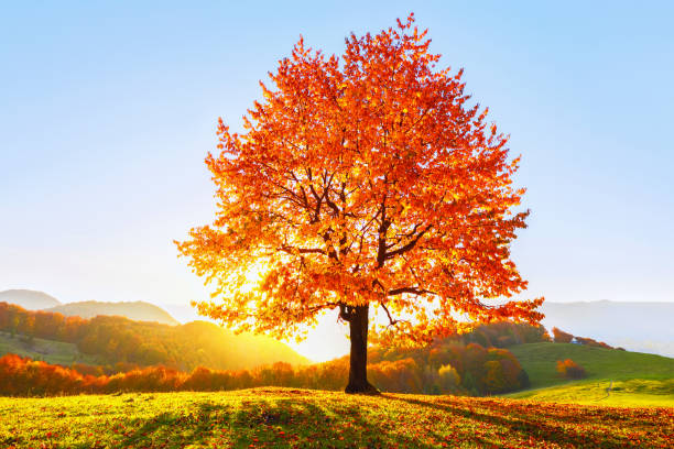 beau paysage d’automne. sur la pelouse couverte de feuilles dans les hautes montagnes il ya un arbre solitaire belle luxuriante forte et les rayons du soleil s’allume à travers les branches avec le fond du ciel bleu. - cherry tree morning sunlight sunny photos et images de collection