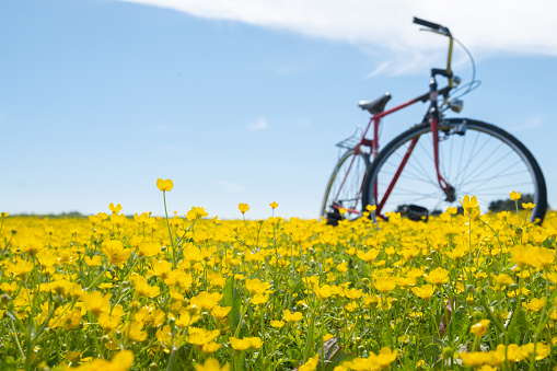 Springtime scene of a vintage road bicycle sitting in field of buttercups on a beautiful blue-sky sunny day.