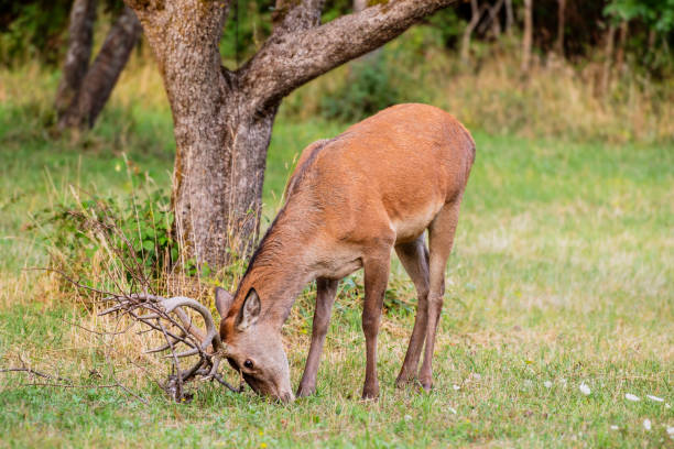 istock A magnificent male deer is eating in the woods 1315206372