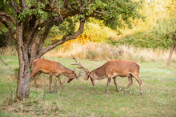 Two male deer fight with their big antlers