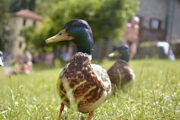 istock Male duck with green head walking in summer park 1315206532