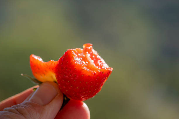 Close up on a bitten piece of an organic strawberry leftover. Vibrant red color against green background with copy space. Fresh fruit with shallow depth of field. Macro shoot under natural sun light