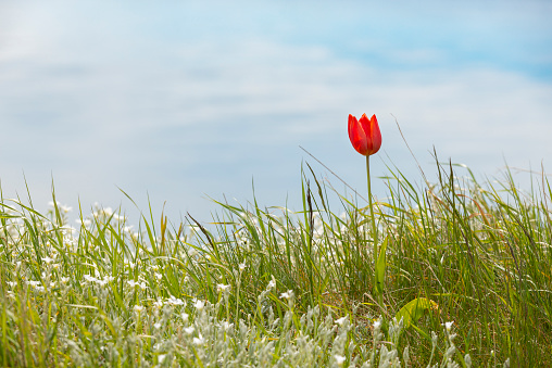 One lonely red Tulip in green springtime grass