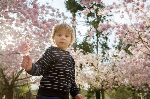 Cute toddler child, boy playing happily in pink blooming sacura garden, springtime