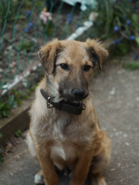 istock My Little Puppy 1315208525