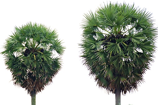 Borassus (palmyra palm) is a genus of five species of fan palms, native to tropical regions of Africa, Asia and New Guinea ~Wikipedia